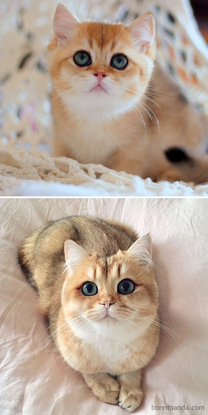 Golden British Shorthair Kitten Named Pumpkin Then And Now