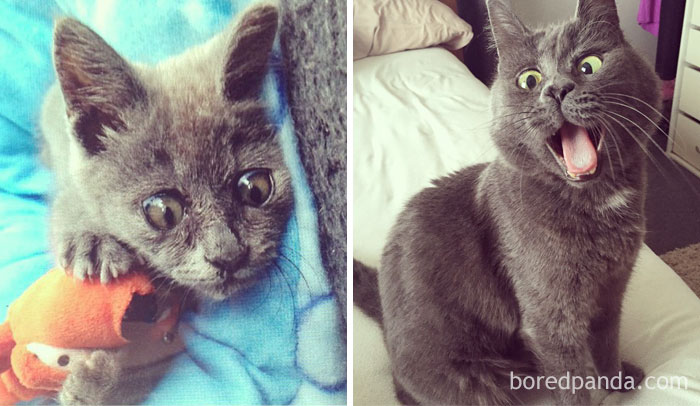 Permanently Surprised Cat Kevin Then And Now