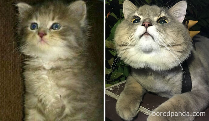 Bone Bone, The Enormous Fluffy Cat Then And Now