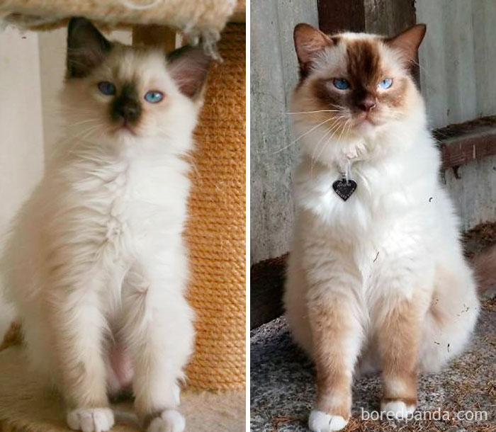Dasha The Ragdoll Then And Now =^~^=