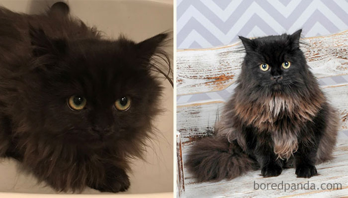 Purrcy: 3 1/2 Months Old And 10 Months Old