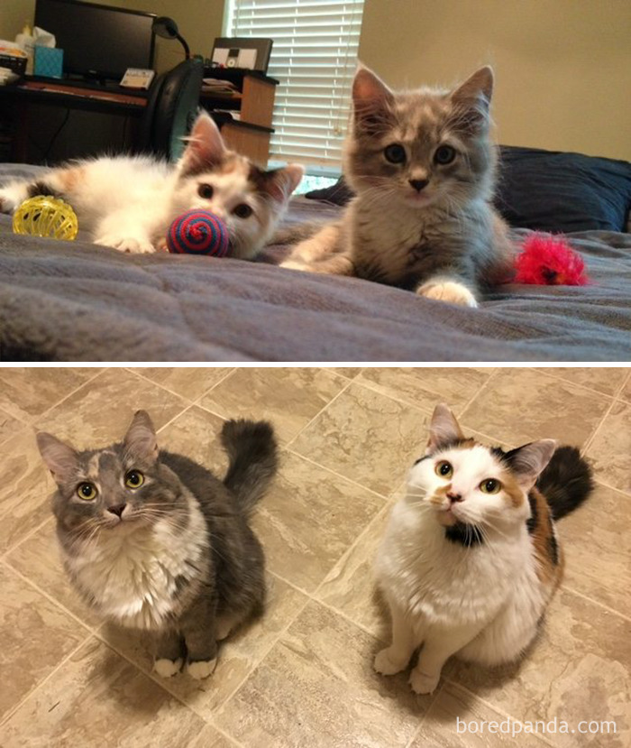 Last Year I Rescued Two Stray Kittens In My Neighborhood - This Is Them Then And Now