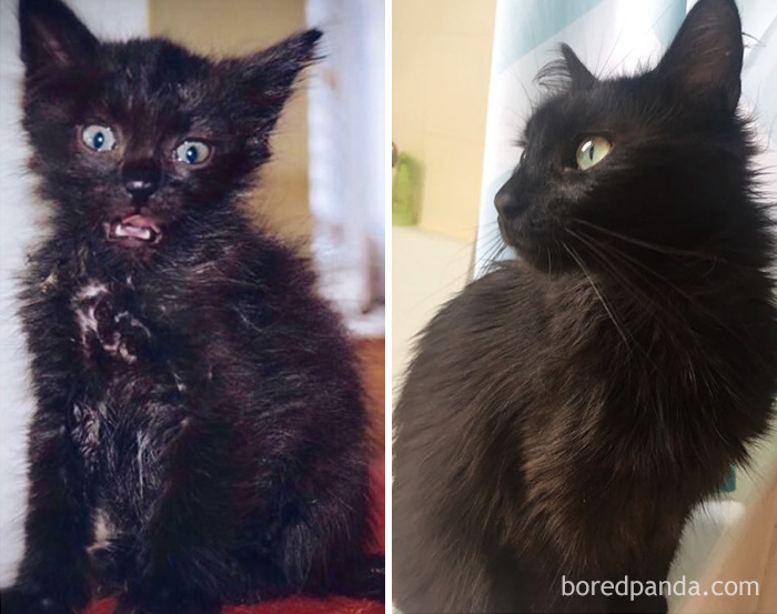 The Difference One Year Of Love And Care Can Make. Found At A Construction Site, Her Siblings And Mama Were Dead