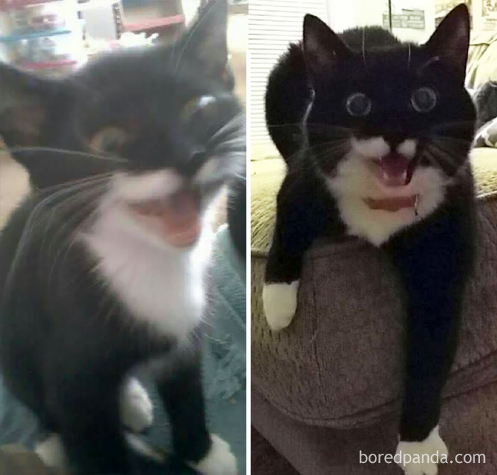 Juno As A Kitten In 2011, To Juno Last Year At 5 Years Old. Some Things Never Change
