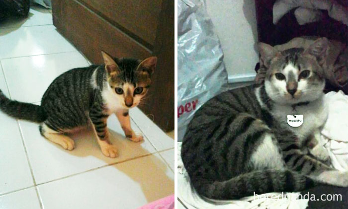 When I Adopt Him At 3 Months And Now 1 Year Old. Mucipu Always Meow For Snacks Even The Bowl Aren't Empty Yet