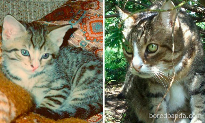 About 6 Weeks Old In 1993 And At 18 Years Old In 2011. Unfortunately, About 2 Months Later, He Passed Away