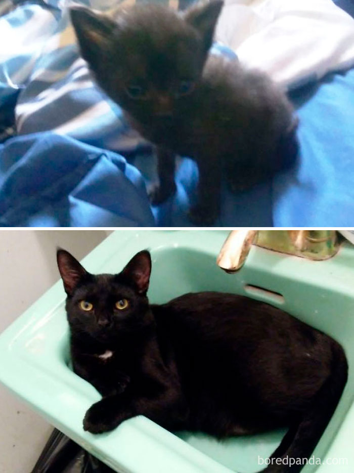 Jelly Bean In August 2016 And In August 2017