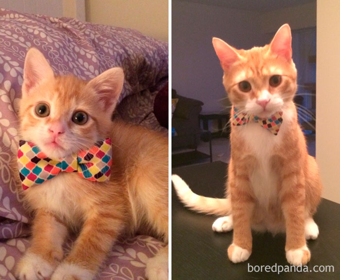 He Finally Grew Into That Bow Tie