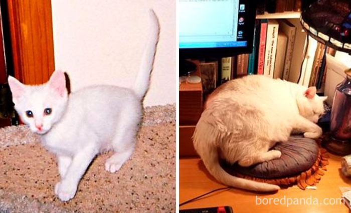 Jasmine When She First Arrived From The Shelter, And About 10 Years Later. Yes, She Is On A Diet