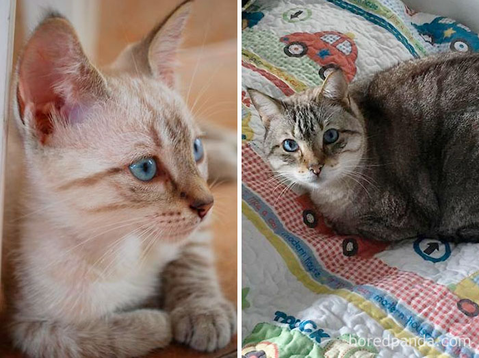 "Frank" (Blue Eyes) Sinatra - 2009 And 15,5 Pounds 2017