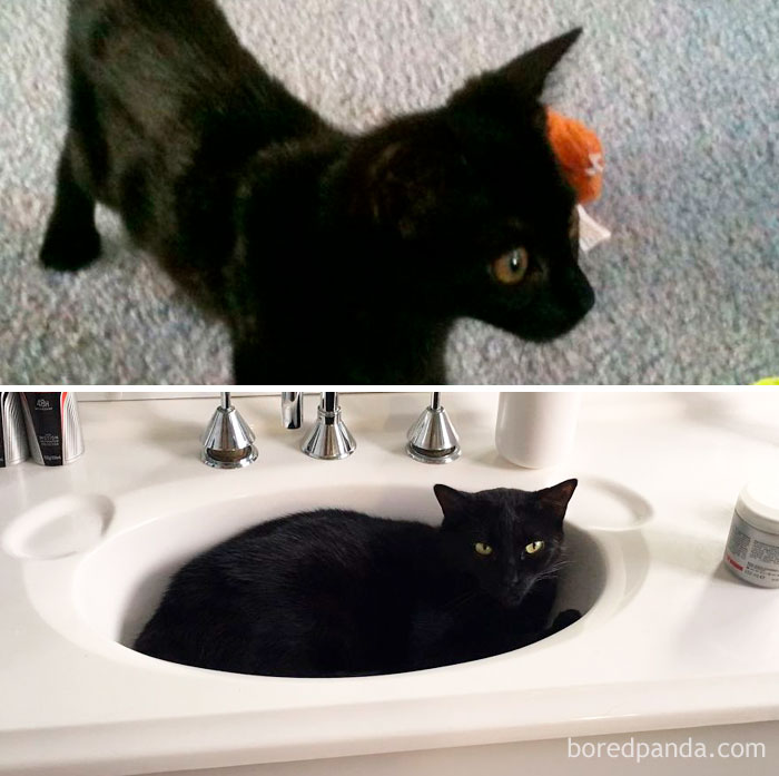 Onyx At 10 Weeks, A Skinny Little Kitten And Now At 7 Years A Lazy And Plump Princess
