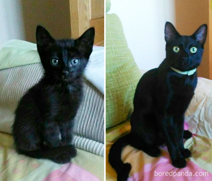 Sirius Black, From 1 Month To 1 Year