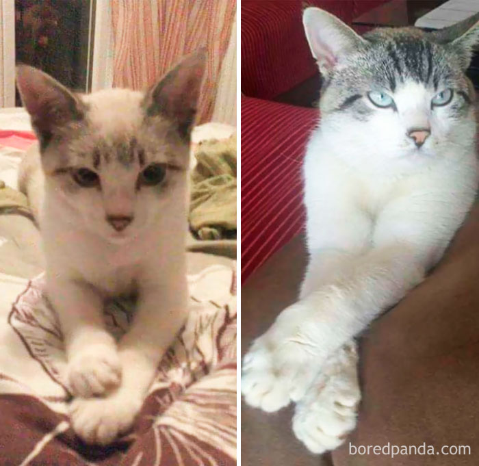 Bastet As A Kitten And Four Years Later, Still Such A Poser