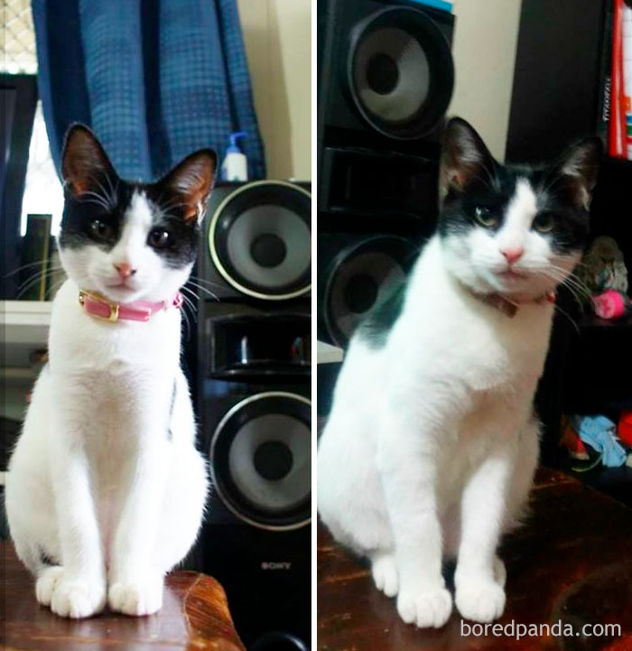 Sabrina - 14 Weeks & 7 Months. Street Kitten Turned Family Cat