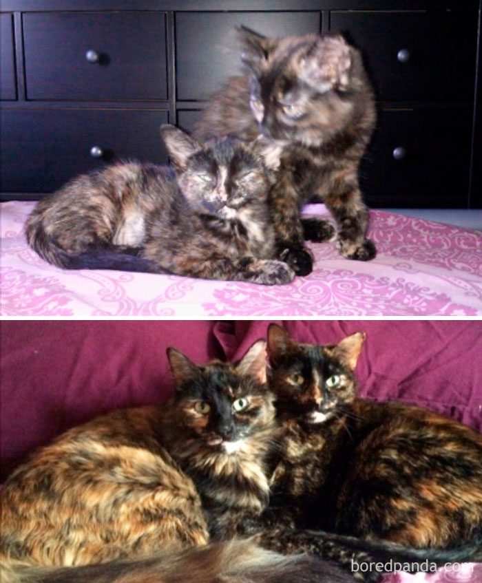 Poppet And Sweetie At 2 Months Vs. 5 Years