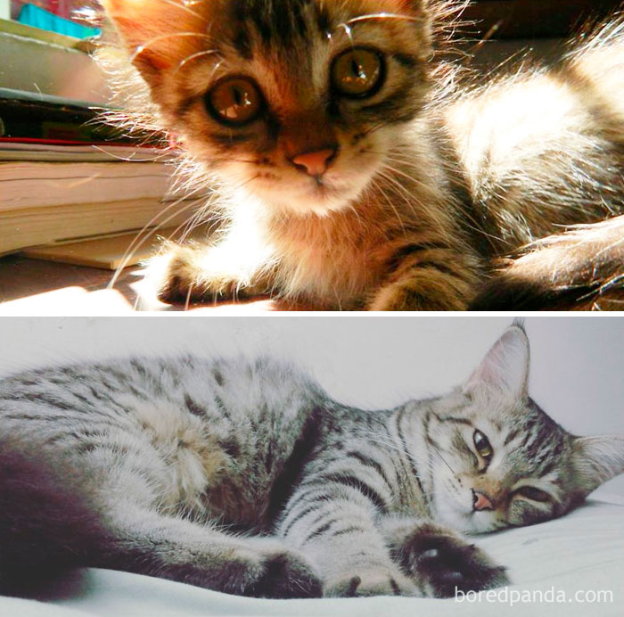 Luna When She Was 3 Months Old To Now