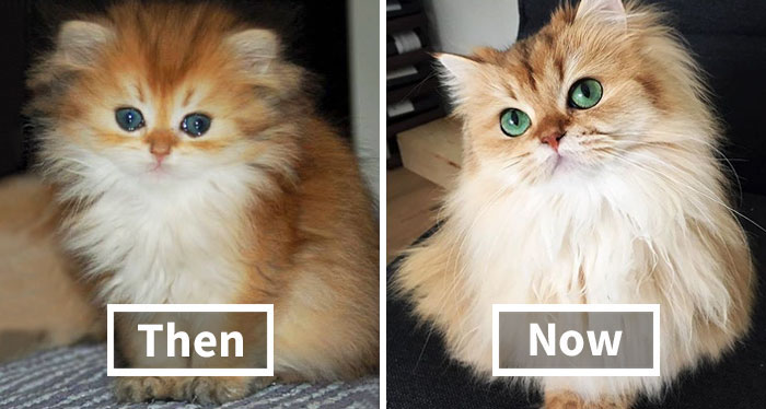 50 Before-And-After Photos Of Cats Growing Up