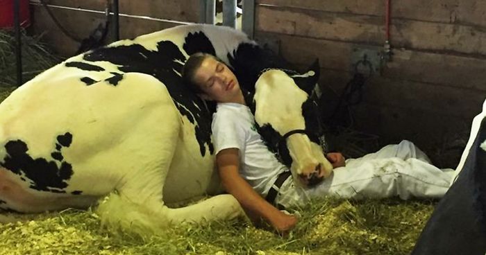Tired Boy And His Cow Lose Out At Dairy Fair, Fall Asleep And Win The Internet