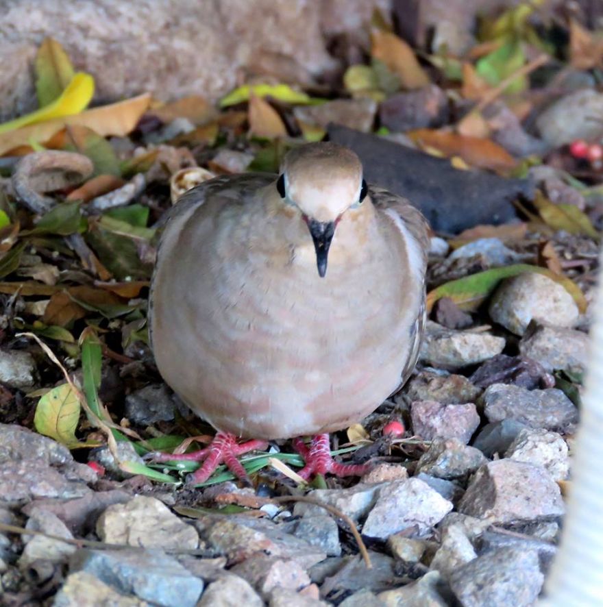 Mourning Dove Found Injured In My Yard. Taken To The Local Wildlife Refuge.