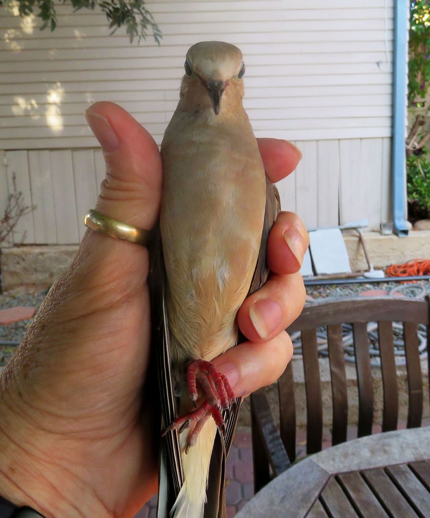 Mourning Dove With Injured Wing Found In The Yard. Taken To The Local Wildlife Refuge.