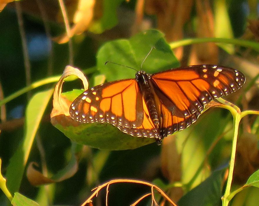 Monarch Butterfly Taking A Short Break.