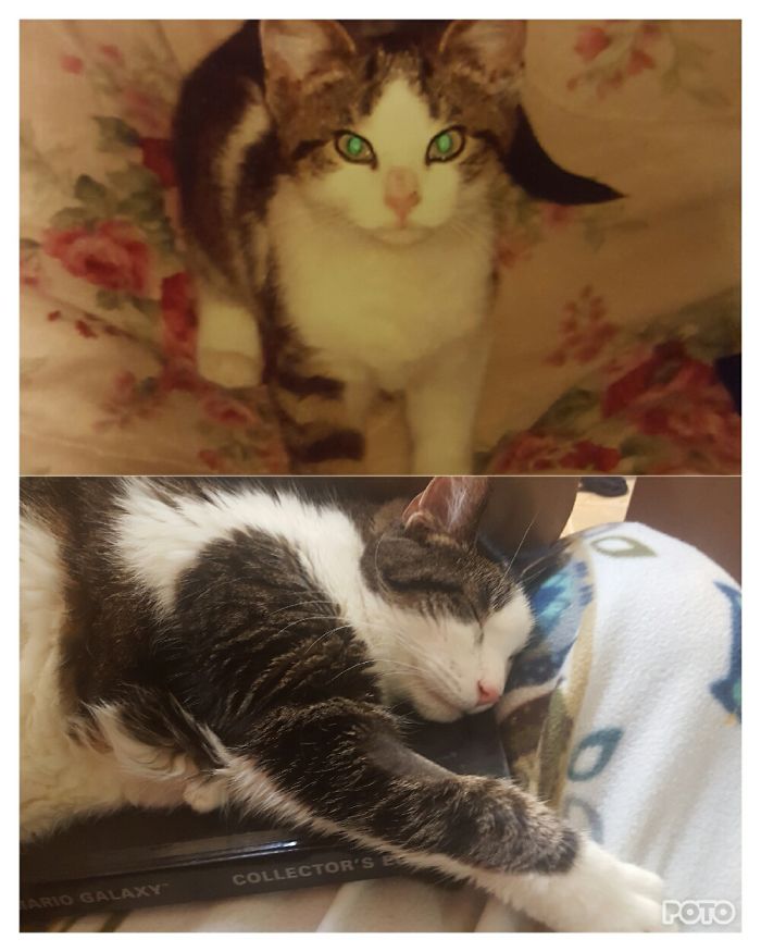 Our Cute Little Jubei In 2006 And Now In 2017.
