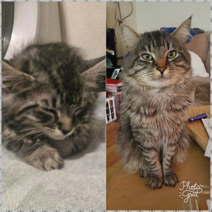 Splort The First Day We Got Him And 5 Years Later ❤