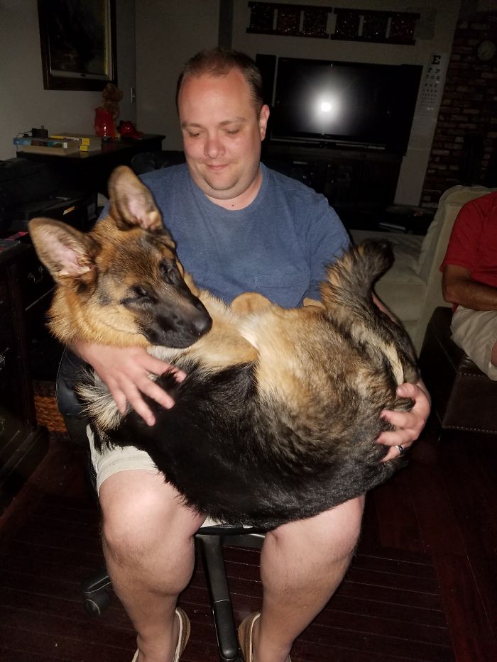 7 Month Old 70lb German Shepherd Who Thinks He's A Lap Puppy