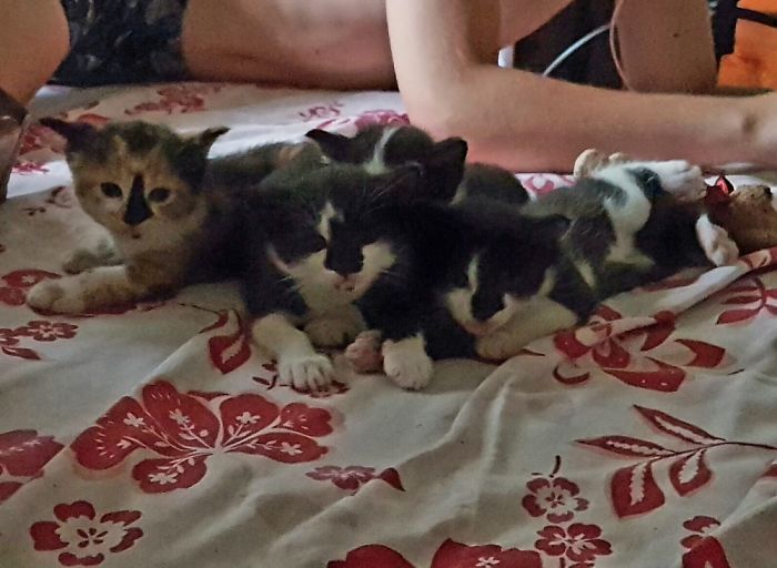 Little Miss Fidget And Her Tuxedo Triplet Brothers