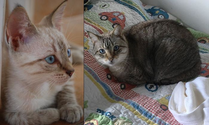 "Frank" (Blue Eyes) Sinatra - 2009 And 15.5 Pounds 2017