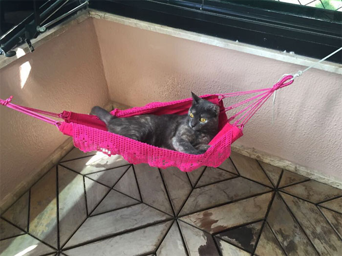 Human Buys His Master Tiny Hammock So They Could Chill Together, Cat Approves It