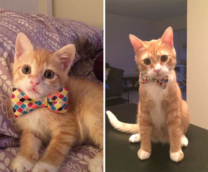 He Finally Grew Into That Bow Tie
