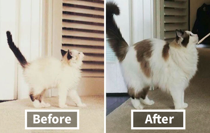 Share Then And Now Pictures Of Your Cat Growing Up
