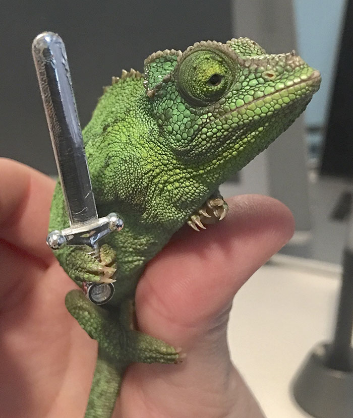 Someone Just Noticed That Chameleons Will Hold Onto Anything You Give Them, And It's Hilarious