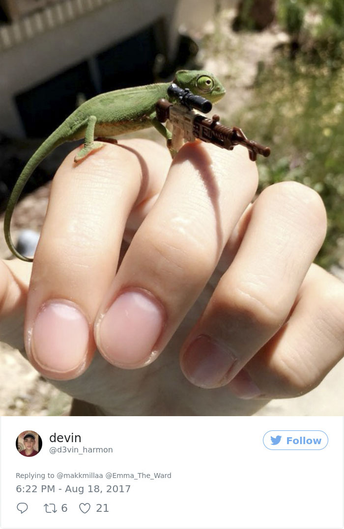 Someone Just Noticed That Chameleons Will Hold Onto Anything You Give Them, And It's Hilarious