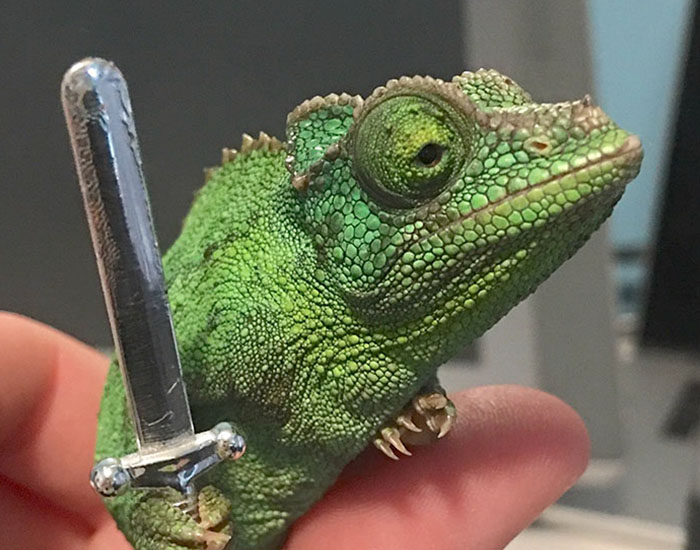 Someone Just Noticed That Chameleons Will Hold Onto Anything You Give Them, And It’s Hilarious