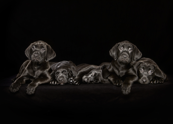 Overlooked Black Dogs – Photographer Brings Attention To The Problem Black Dogs Face In Shelters