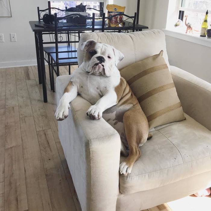 Meet Walter – An English Bulldog Who Likes To Sit Like A Human In His Favorite Chair