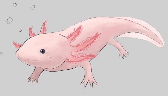 I Drew Animals You’ve Probably Forgotten About