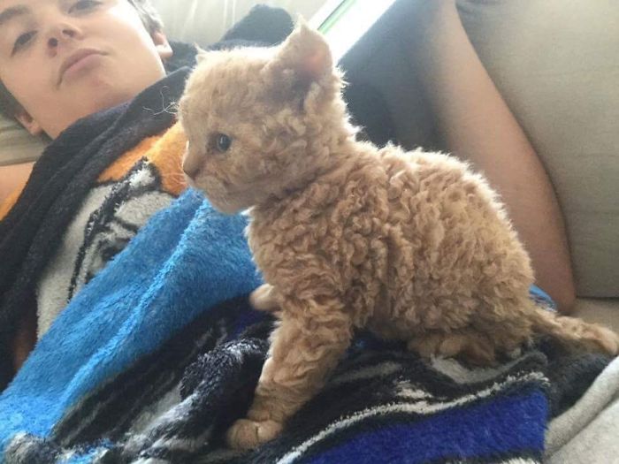 These Curly Cats Who All Descended From One Shelter Kitty Are Taking Internet By Storm
