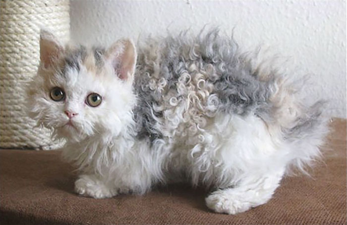 These Curly Cats Who All Descended From One Shelter Kitty Are Taking Internet By Storm