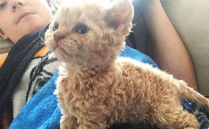 Estos gatos de pelaje rizado descienden todos de un gato rescatado, y están conquistando internet