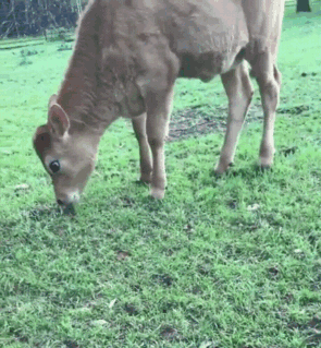 Happy Baby Cow