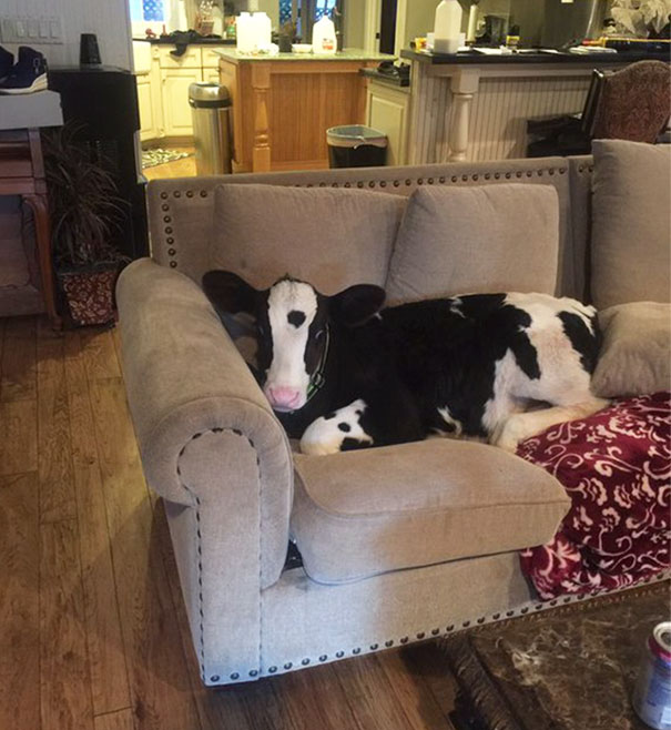 My Cow Thinks He's A Dog... We Left The Door Open For 5 Minutes