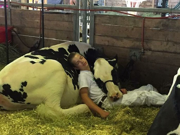 Boy And His Cow Lose Out At Dairy Fair