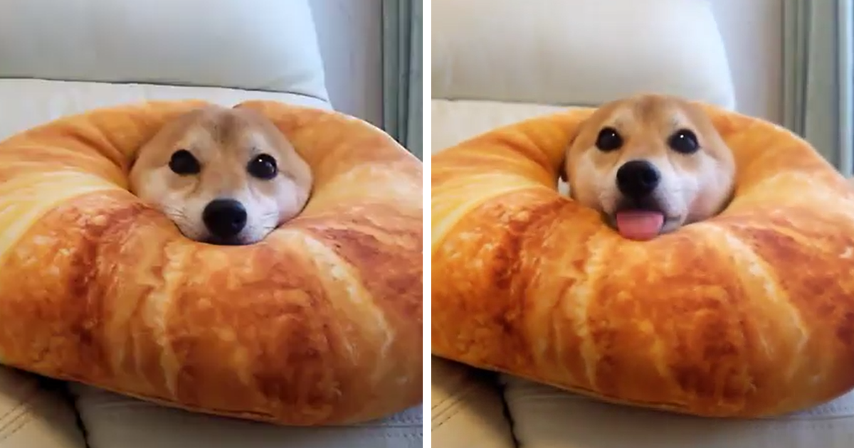 shiba inu with floppy ears