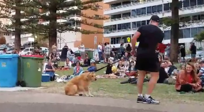 disobedient-dog-plays-dead-park-australia-kristen-bohlsen-1
