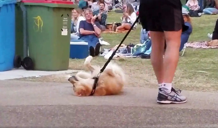 Dog Plays Dead So She Wouldn’t Have To Leave Park, And It’s Hilarious