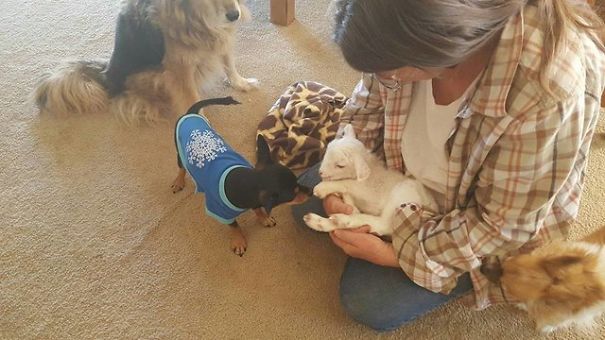 This Dog Has Just Lost His Best Friend, So They Gave Him A Plushie That Looks Just Like Her