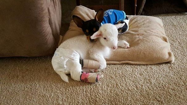 This Dog Has Just Lost His Best Friend, So They Gave Him A Plushie That Looks Just Like Her
